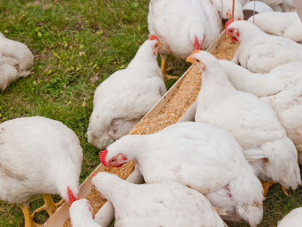 Lo ngại cúm gia cầm, Hàn Quốc ngừng nhập khẩu gia cầm từ Pháp ảnh 1