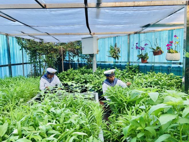 Vườn rau xanh "mùa nào thức nấy" của các chiến sỹ trên đảo Núi Le B. (Ảnh: Tuyết Mai/TTXVN) truong sa 3.jpg