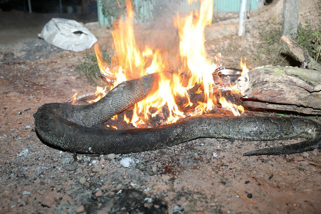 Làm rõ nghi vấn nam thanh niên bị trăn nuôi quấn chết ảnh 2