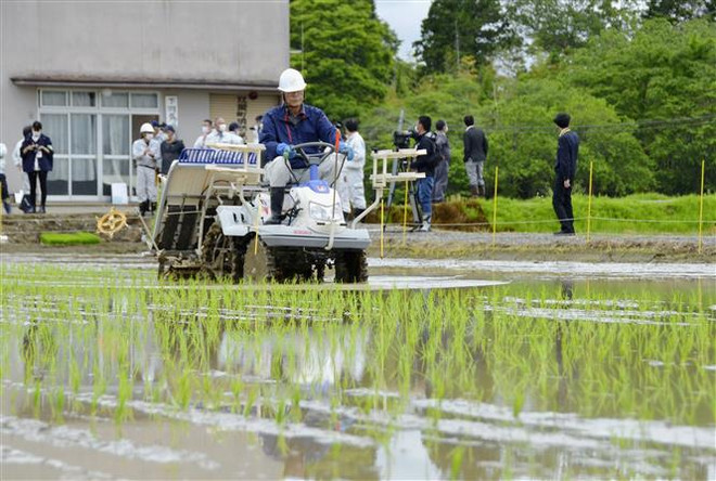 Trồng lúa trên cánh đồng tại thị trấn Futaba, tỉnh Fukushima (Nhật Bản) ngày 19/5/2021. (Ảnh: Kyodo/TTXVN) Biến gạo thành nhựa phát thải thấp góp phần cho hồi sinh ở Fukushima ảnh 2