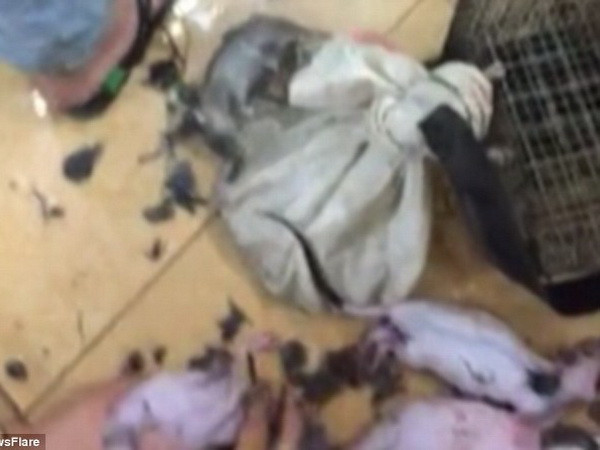 [Video] Kinh hãi cảnh tượng vặt lông chuột làm thức ăn ảnh 1