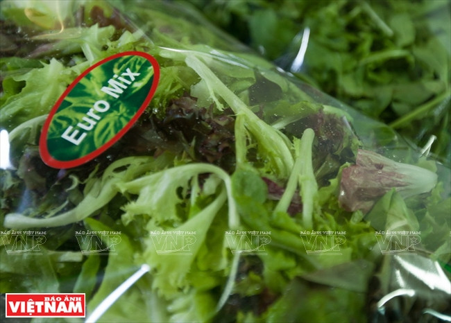 Ngỡ ngàng công nghệ trồng hoa màu không đâu có của Đà Lạt ảnh 18