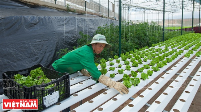 Ngỡ ngàng công nghệ trồng hoa màu không đâu có của Đà Lạt ảnh 2