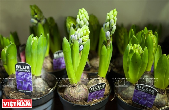 Ngỡ ngàng công nghệ trồng hoa màu không đâu có của Đà Lạt ảnh 20