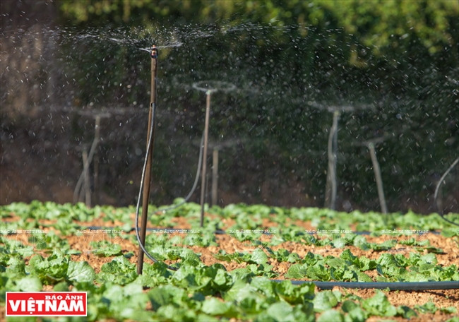 Ngỡ ngàng công nghệ trồng hoa màu không đâu có của Đà Lạt ảnh 5