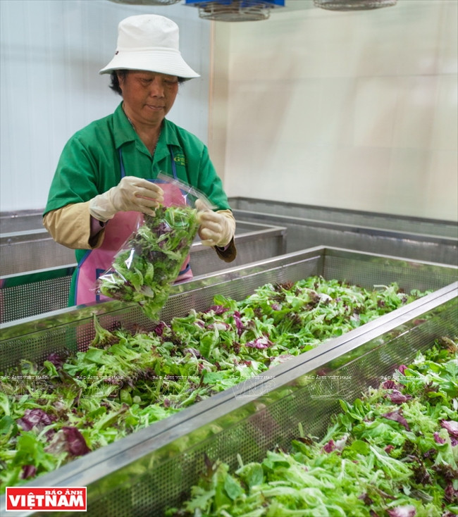 Ngỡ ngàng công nghệ trồng hoa màu không đâu có của Đà Lạt ảnh 13