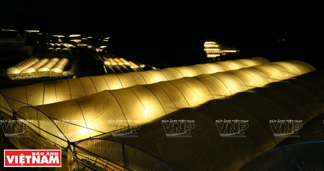 Ngỡ ngàng công nghệ trồng hoa màu không đâu có của Đà Lạt ảnh 4