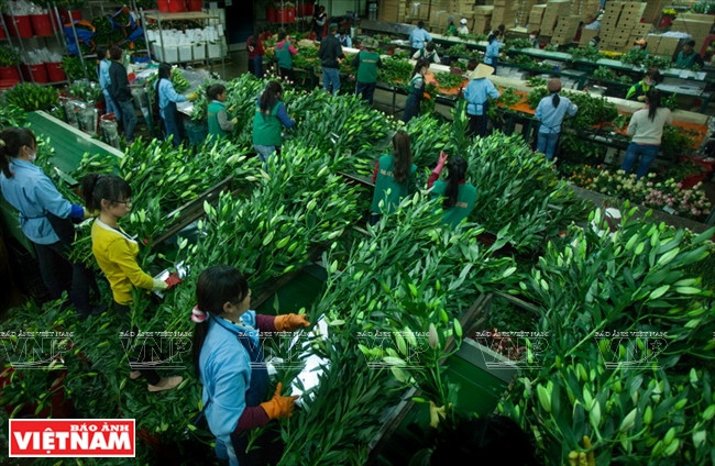 Ngỡ ngàng công nghệ trồng hoa màu không đâu có của Đà Lạt ảnh 10