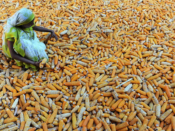 Haiti cảnh báo nguy cơ khủng hoảng lương thực nghiêm trọng ảnh 1