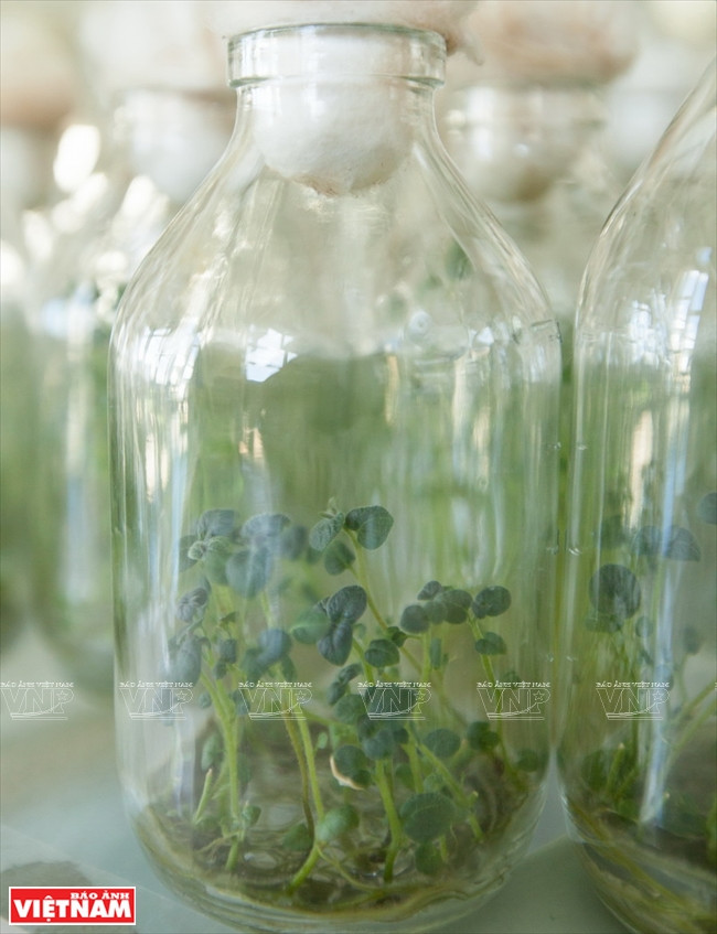 Ngỡ ngàng công nghệ trồng hoa màu không đâu có của Đà Lạt ảnh 7