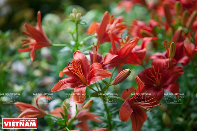 Ngỡ ngàng công nghệ trồng hoa màu không đâu có của Đà Lạt ảnh 21