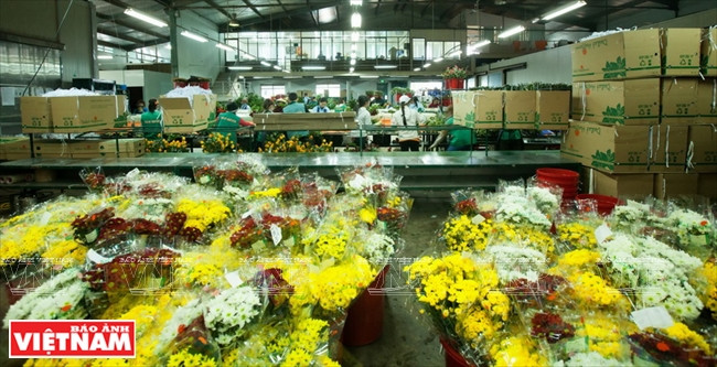 Ngỡ ngàng công nghệ trồng hoa màu không đâu có của Đà Lạt ảnh 12