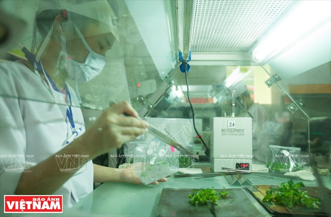 Ngỡ ngàng công nghệ trồng hoa màu không đâu có của Đà Lạt ảnh 6