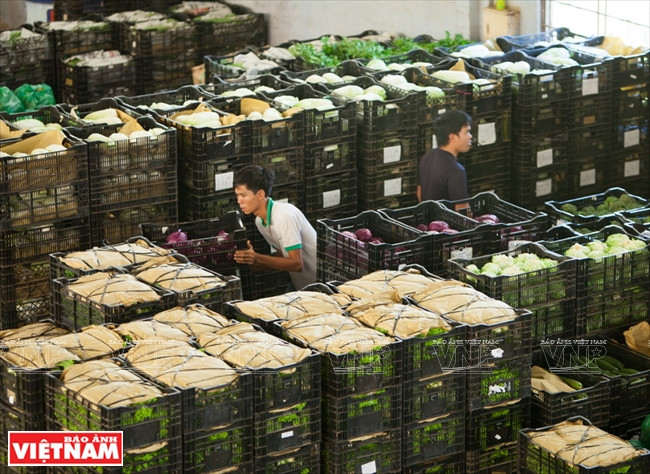 Ngỡ ngàng công nghệ trồng hoa màu không đâu có của Đà Lạt ảnh 14