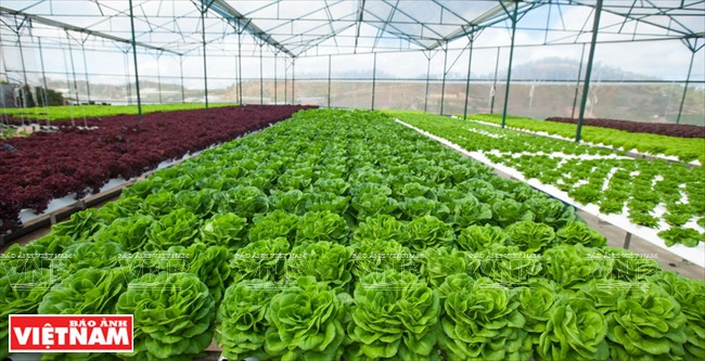 Ngỡ ngàng công nghệ trồng hoa màu không đâu có của Đà Lạt ảnh 1