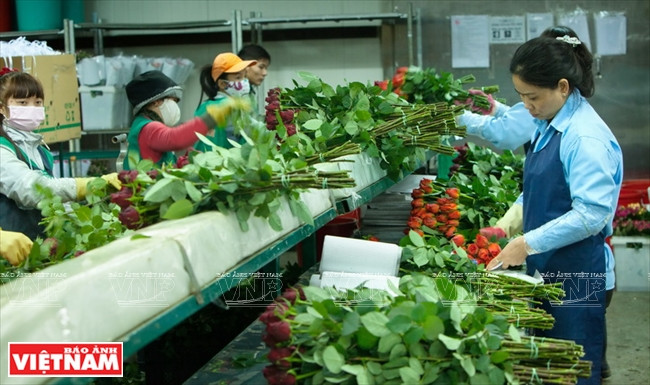 Ngỡ ngàng công nghệ trồng hoa màu không đâu có của Đà Lạt ảnh 11