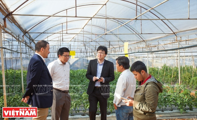 Ngỡ ngàng công nghệ trồng hoa màu không đâu có của Đà Lạt ảnh 8