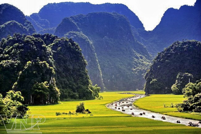 Những đồng lúa chín vàng dọc đường vào khu Tam Cốc-Bích Động. (Ảnh: Đinh Công Hoan/Báo ảnh Việt Nam) Báo Italy ca ngợi vẻ đẹp của đất nước Việt Nam ảnh 1