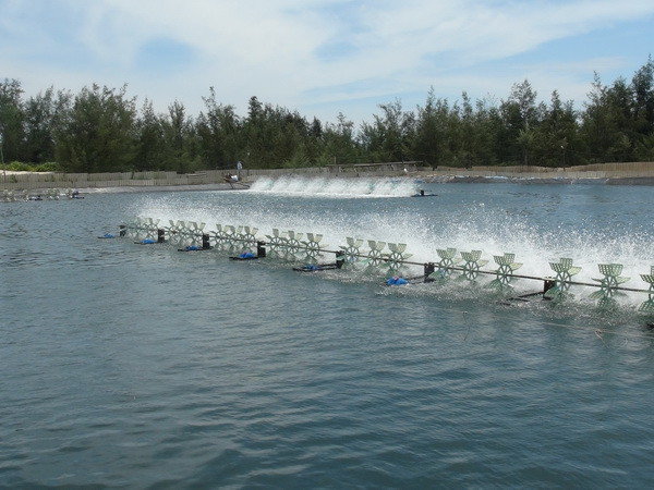 Hai người thương vong trong vụ tai nạn điện bên hồ tôm ở Bạc Liêu ảnh 1