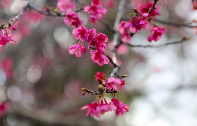 Lễ hội Nhật Bản và triển lãm hoa anh đào tại Hà Nội vào 10/3 ảnh 1