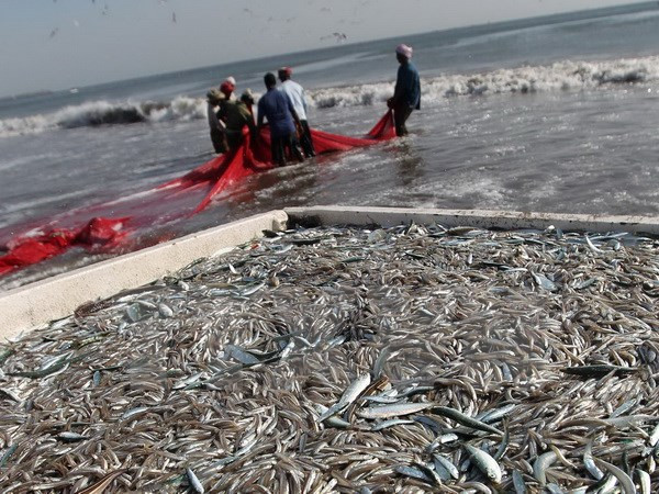 Năm năm sau vụ tràn dầu, ngư dân Vịnh Mexico đang mất hy vọng ảnh 1