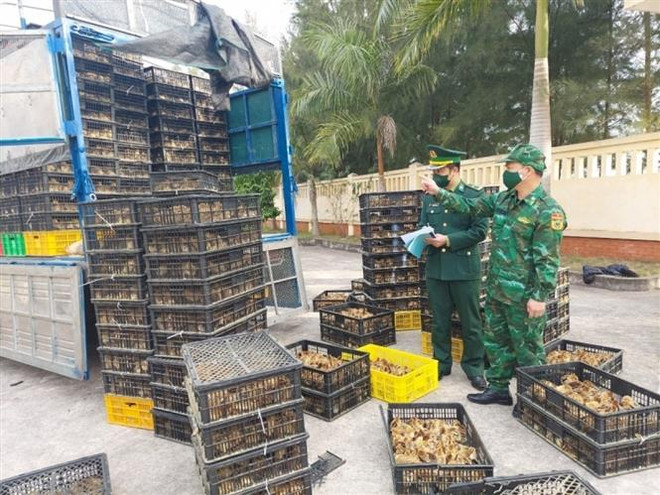 Bộ Nông nghiệp và Phát triển Nông thôn vừa có văn bản về việc tăng cường kiểm soát việc vận chuyển gia cầm qua biên giới vào Việt Nam. (Ảnh: TTXVN phát) Xử lý nghiêm các trường hợp vận chuyển trái phép gia cầm vào Việt Nam ảnh 1