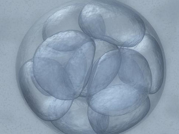 Phát hiện mới về sự hình thành phôi ở giai đoạn đầu ảnh 1