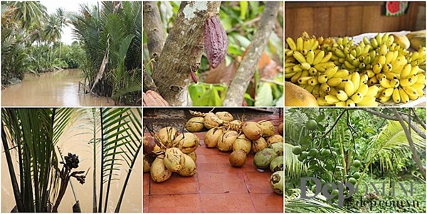 Tìm kiếm món ngon và điểm đến lạ khi du lịch sông nước Miền Tây ảnh 9