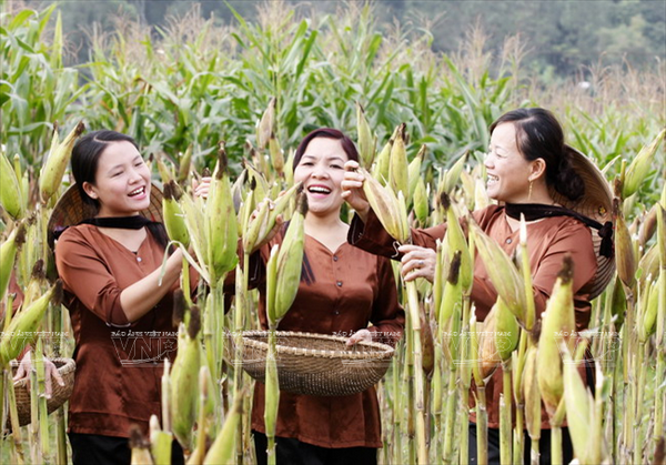 Về xứ Nghệ khám phá nét độc đáo của loại hình dân ca Ví, Giặm ảnh 10