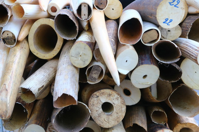 Báo động nạn săn bắn voi châu Phi vượt giới hạn đỏ ảnh 1