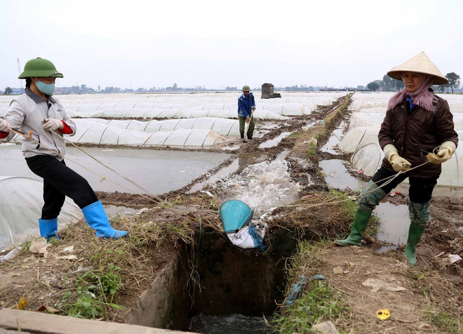 Bộ Nông nghiệp đồng ý rút ngắn ngày lấy nước đợt 3 vụ Đông Xuân ảnh 1