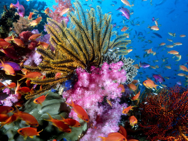 Quần thể các loài thú biển và cá giảm một nửa chỉ trong 4 thập kỷ ảnh 1