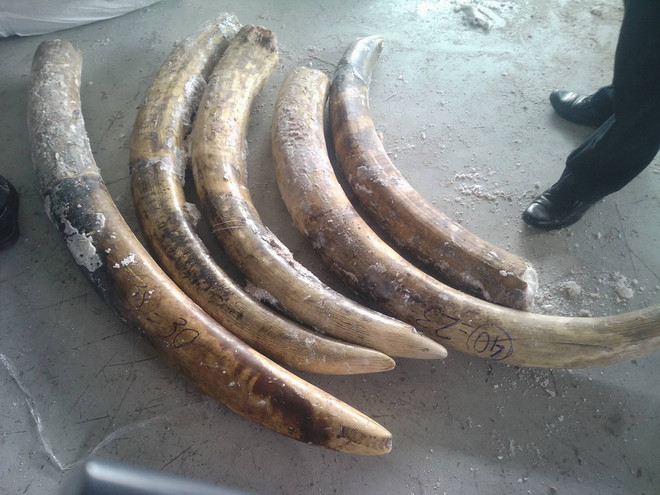 Phó Thủ tướng chỉ đạo xử lý các vụ vận chuyển trái phép ngà voi ảnh 1
