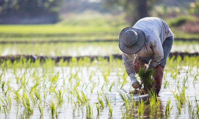Trung Quốc giảm lượng khí thải gây hiệu ứng nhà kính từ sản xuất gạo ảnh 1
