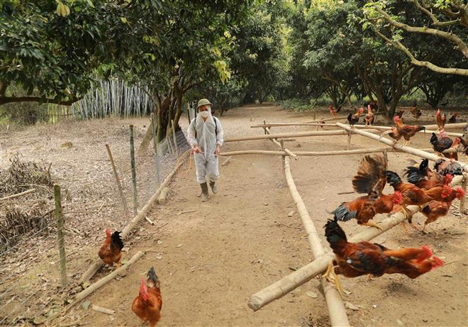 Thành phố Hồ Chí Minh sẵn sàng phương án ứng phó dịch cúm gia cầm H5N1 ảnh 1