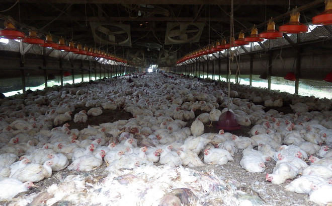 Nhật Bản lập lực lượng ứng phó nguy cơ bùng phát cúm gia cầm ảnh 1