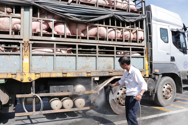 Dịch tả lợn châu Phi đã lan ra 46 tỉnh, thành phố trên cả nước ảnh 1