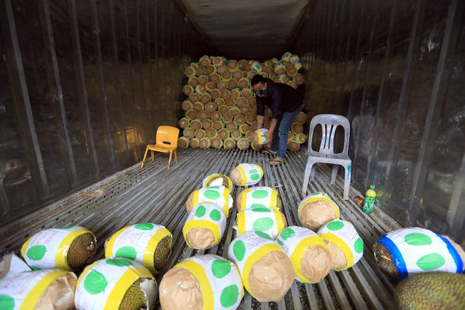 Nông dân Tiền Giang được mùa, trúng giá sầu riêng vụ nghịch ảnh 2