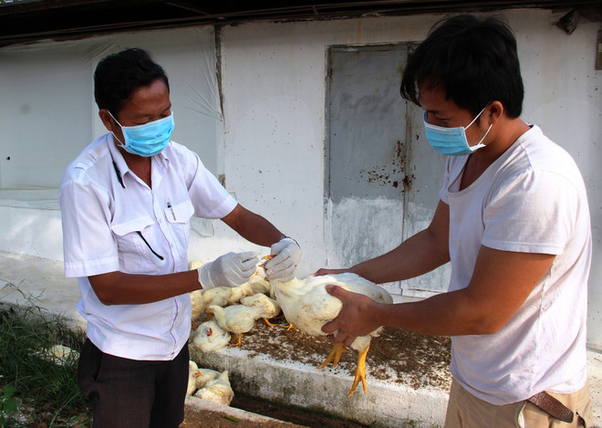 H5N1 bùng phát sát biên giới, Tây Ninh phòng dịch khẩn cấp ảnh 1
