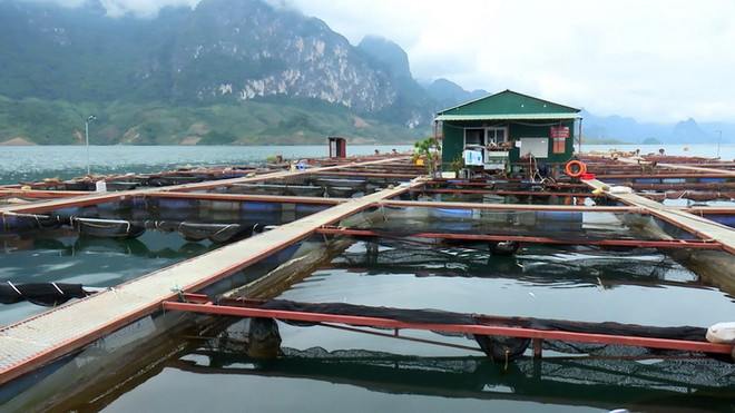 Khu vực nuôi cá lồng trên lòng hồ thủy điện Sơn La của người dân huyện Quỳnh Nhai. (Ảnh: Hữu Quyết/TTXVN) Sơn La đầu tư xây dựng, phát triển thương hiệu cá sông Đà ảnh 2