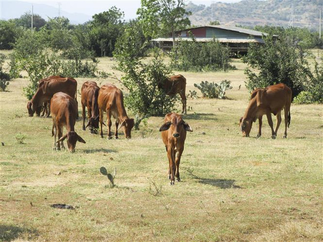 Ninh Thuận dự kiến đầu tư hơn 740 tỷ đồng phát triển ngành chăn nuôi ảnh 2