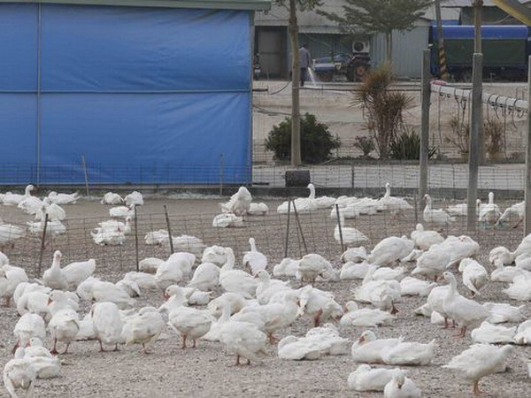 Đài Loan phát hiện chủng cúm gia cầm H5N3 tại trang trại ngỗng ảnh 1