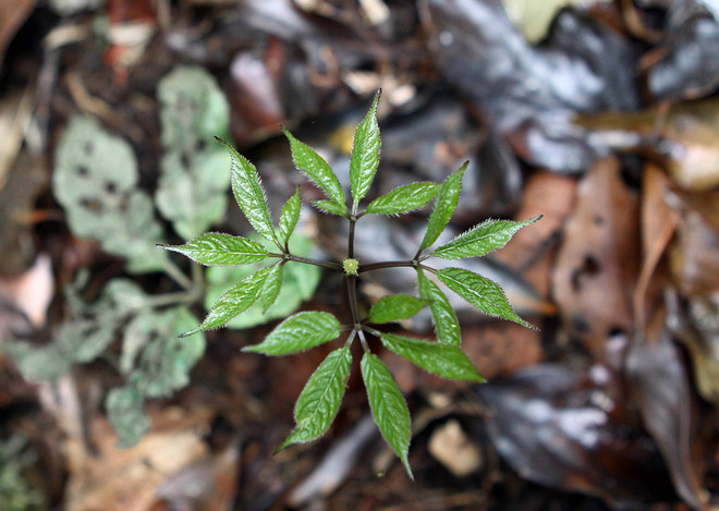 Điều tra vụ mất trộm hơn 500 gốc sâm Ngọc Linh tại Quảng Nam ảnh 1