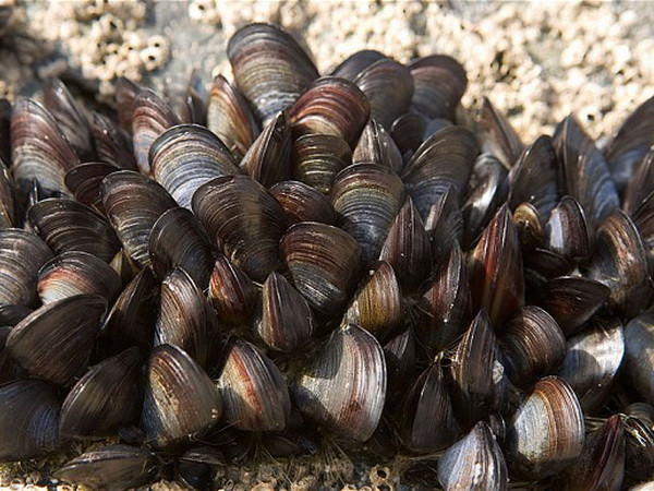 Ung thư truyền nhiễm xuất hiện phổ biến trong động vật thân mềm ảnh 1