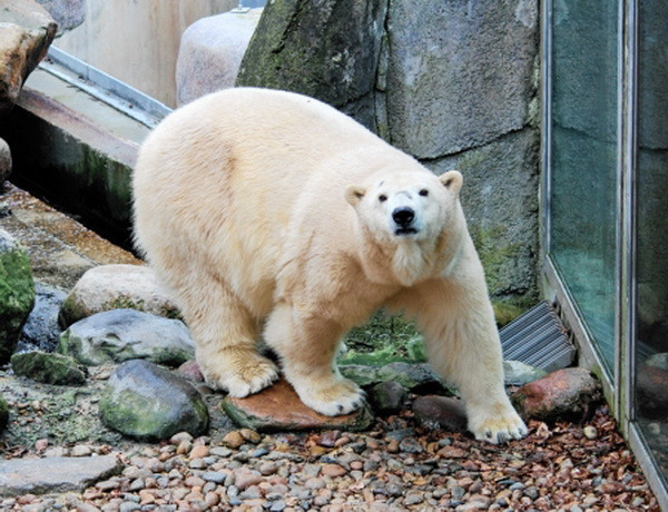 Chú gấu Bắc Cực đầu tiên chào đời tại Anh trong 1/4 thế kỷ ảnh 1