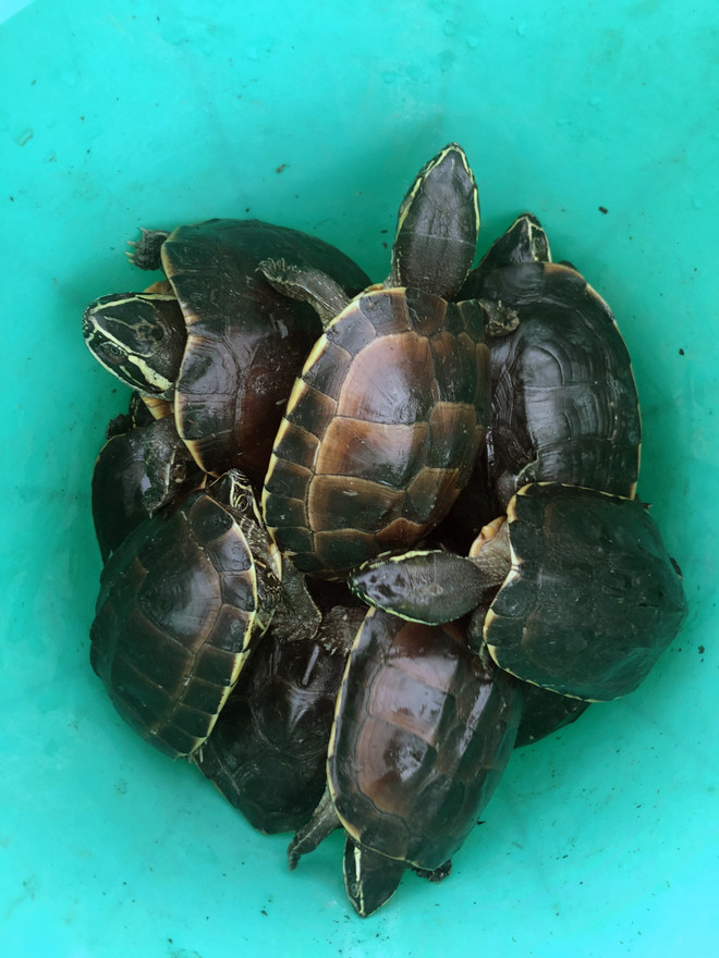 Kiên Giang phát hiện vụ vận chuyển rùa, nghi là loài quý hiếm ảnh 2