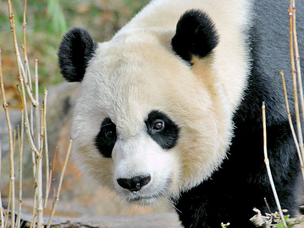 Số lượng gấu trúc lớn được cảnh báo sẽ sụt giảm một nửa ảnh 1