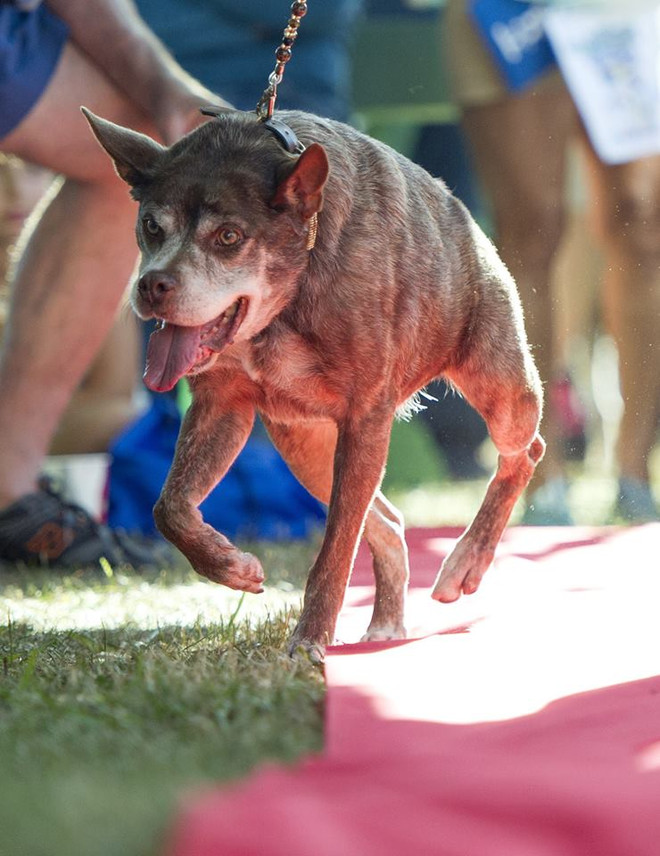 Ngoại hình có một không hai của chú chó "xấu xí nhất thế giới" ảnh 3