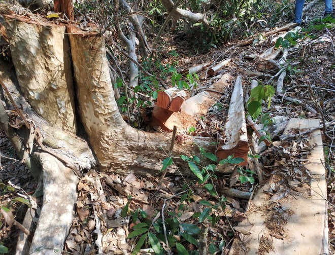 Ngang nhiên phá rừng ở khu vực giáp ranh giữa Đắk Lắk và Gia Lai ảnh 1