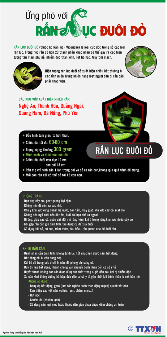 Số bệnh nhân bị rắn lục đuôi đỏ cắn gia tăng vào mùa mưa ở Nam Bộ ảnh 2